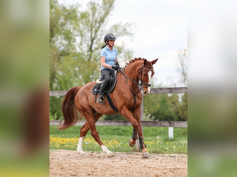 Slowakisches Warmblut Wallach 7 Jahre 174 cm Fuchs in Prag