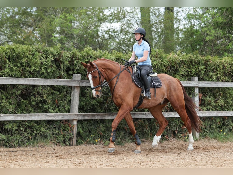 Slowakisches Warmblut Wallach 7 Jahre 174 cm Fuchs in Prag