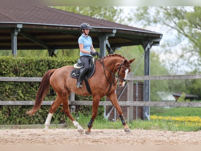 Slowakisches Warmblut Wallach 7 Jahre 174 cm Fuchs in Prag
