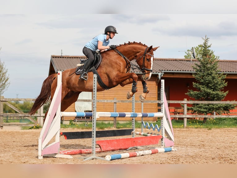Slowakisches Warmblut Wallach 7 Jahre 174 cm Fuchs in Prag
