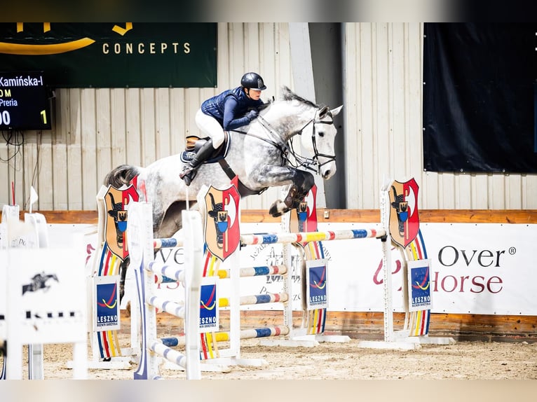 Slowakisches Warmblut Wallach 7 Jahre 177 cm Schimmel in Lubliniec