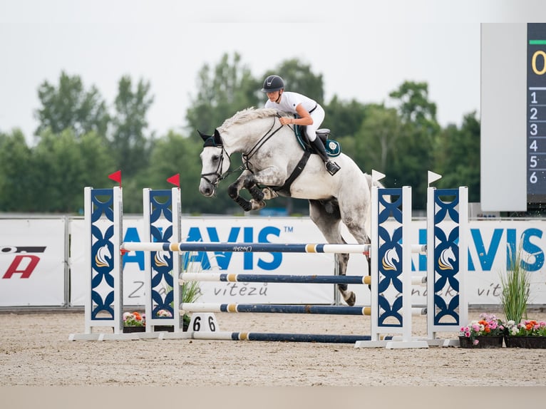 Slowakisches Warmblut Wallach 7 Jahre 182 cm Schimmel in Obrok