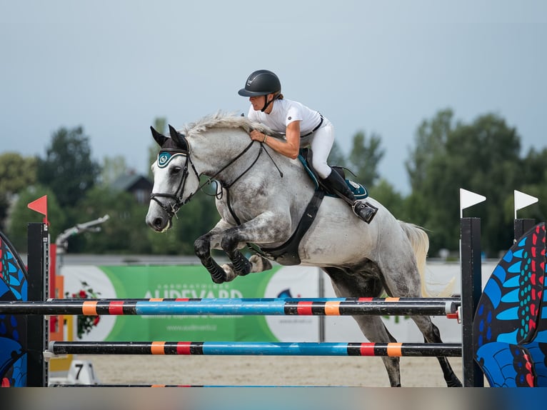 Slowakisches Warmblut Wallach 7 Jahre 182 cm Schimmel in Obrok