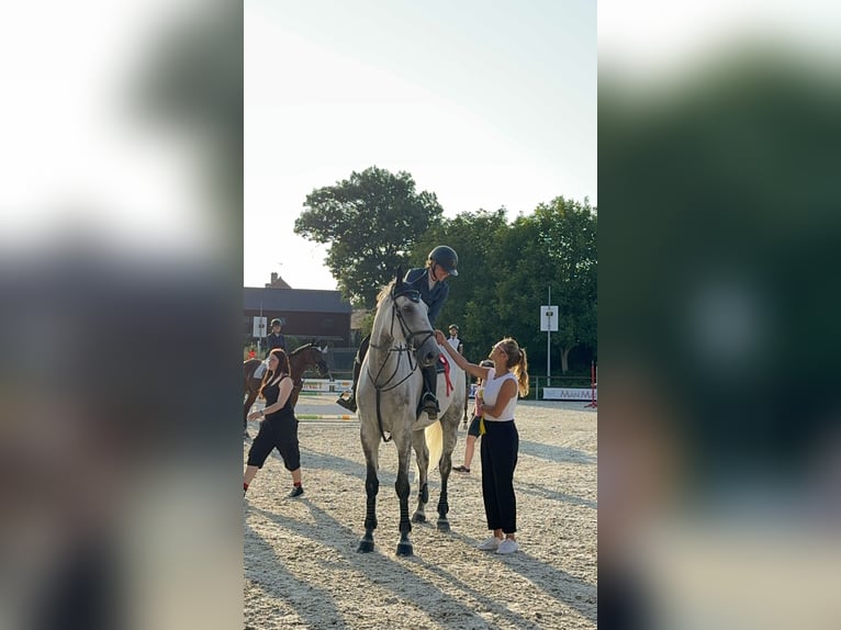 Slowakisches Warmblut Wallach 7 Jahre 182 cm Schimmel in Tuhaň