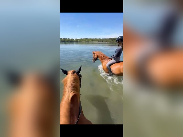 Slowakisches Warmblut Wallach 8 Jahre 160 cm Fuchs in Ibbenbüren
