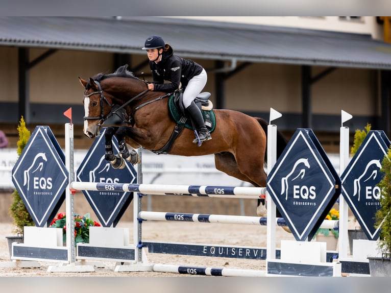 Slowakisches Warmblut Wallach 8 Jahre 170 cm Brauner in P&#x159;e&#x161;t&#x11B;nice