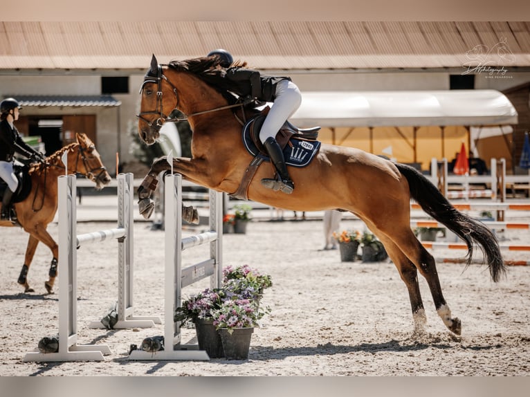 Slowakisches Warmblut Wallach 8 Jahre 172 cm Brauner in Košice, Slovakia