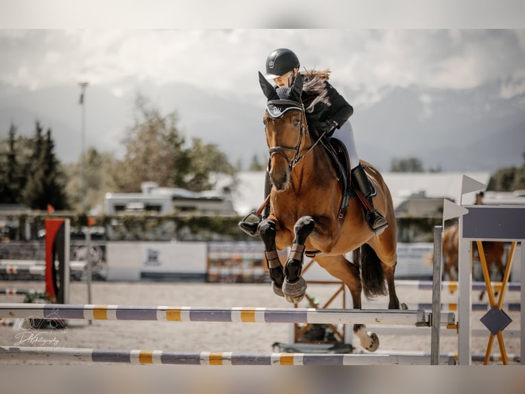 Slowakisches Warmblut Wallach 8 Jahre 172 cm Brauner in Košice, Slovakia