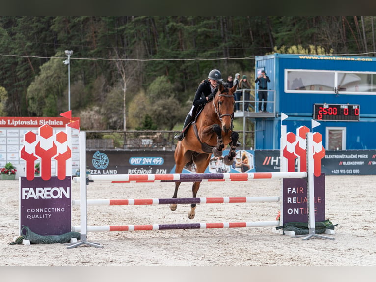 Slowakisches Warmblut Wallach 8 Jahre 172 cm Brauner in Košice, Slovakia