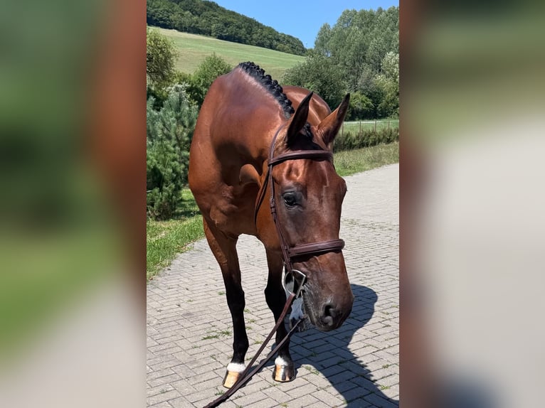 Slowakisches Warmblut Wallach 8 Jahre 172 cm Brauner in Košice, Slovakia