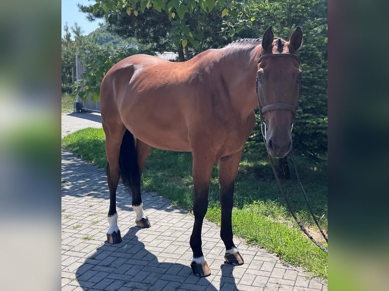 Slowakisches Warmblut Wallach 8 Jahre 172 cm Brauner in Košice, Slovakia