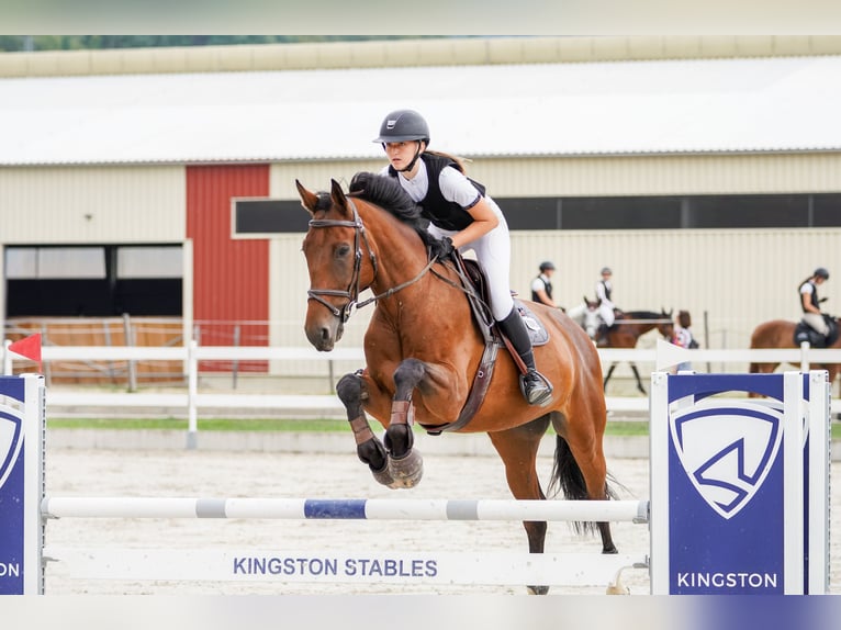 Slowakisches Warmblut Wallach 8 Jahre 172 cm Brauner in Košice, Slovakia