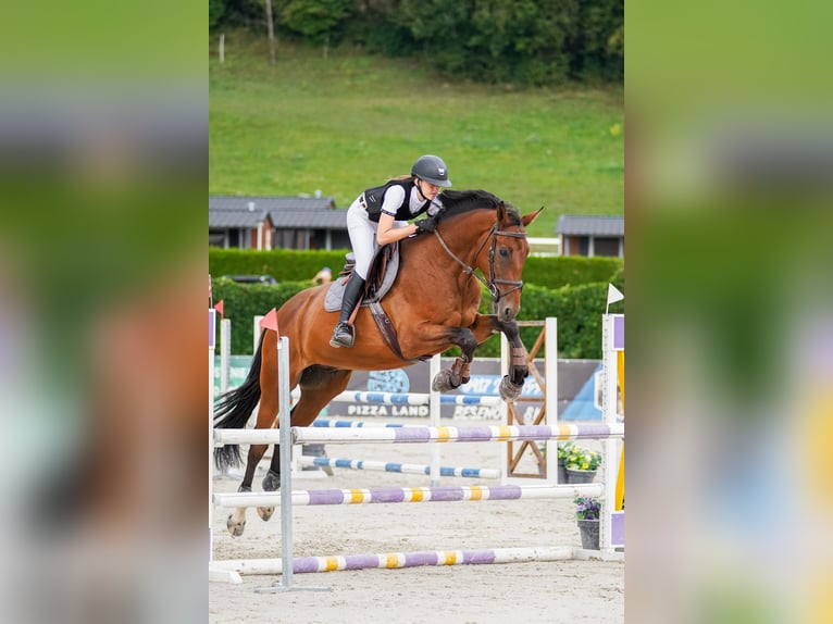 Slowakisches Warmblut Wallach 8 Jahre 172 cm Brauner in Košice, Slovakia
