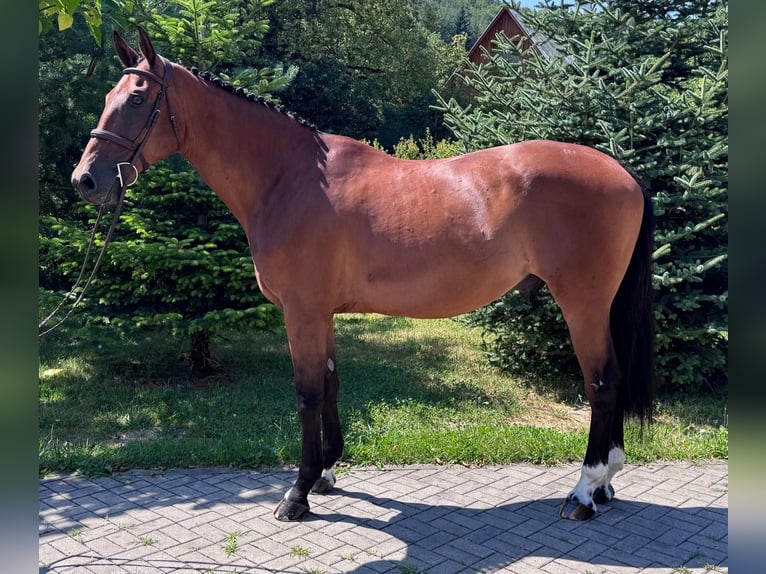 Slowakisches Warmblut Wallach 8 Jahre 172 cm Brauner in Košice, Slovakia