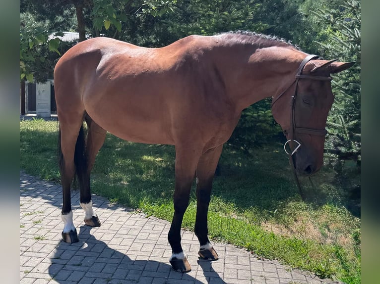 Slowakisches Warmblut Wallach 8 Jahre 172 cm Brauner in Košice, Slovakia