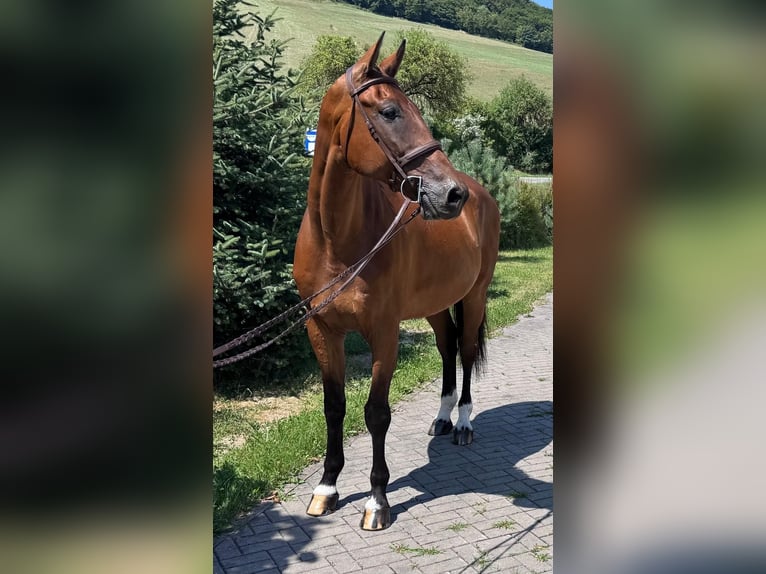Slowakisches Warmblut Wallach 8 Jahre 172 cm Brauner in Košice, Slovakia