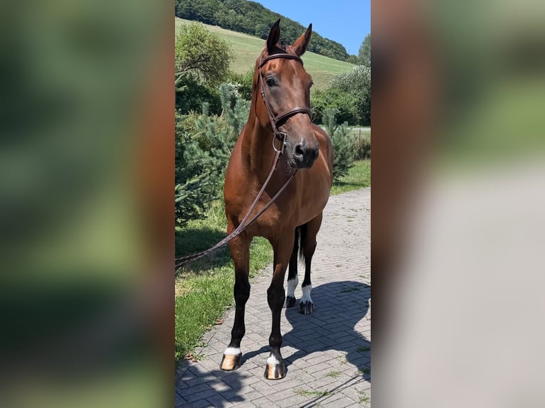 Slowakisches Warmblut Wallach 8 Jahre 172 cm Brauner in Košice, Slovakia