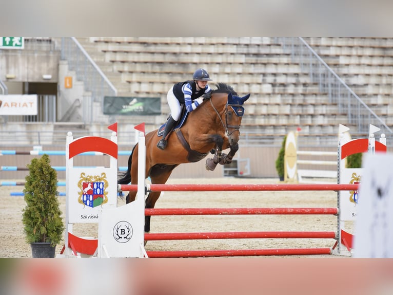 Slowakisches Warmblut Wallach 8 Jahre 172 cm Brauner in Sokoľ, Košice, Slovakia