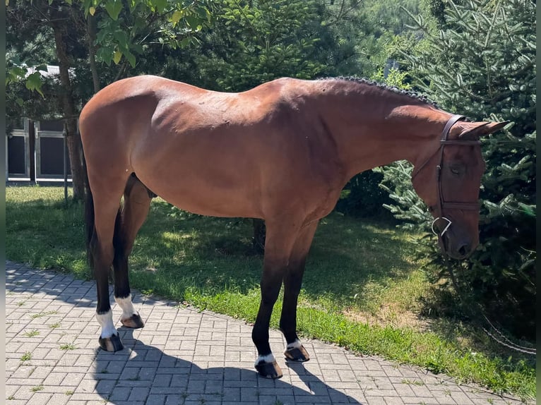 Slowakisches Warmblut Wallach 8 Jahre 172 cm Brauner in Sokoľ, Košice, Slovakia
