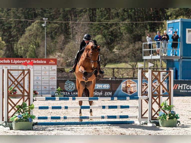 Slowakisches Warmblut Wallach 8 Jahre 172 cm Brauner in Sokoľ, Košice, Slovakia
