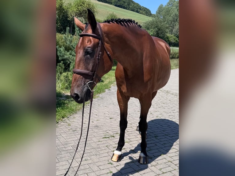 Slowakisches Warmblut Wallach 8 Jahre 172 cm Brauner in Sokoľ, Košice, Slovakia