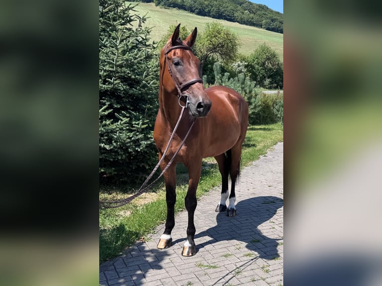 Slowakisches Warmblut Wallach 8 Jahre 172 cm Brauner in Sokoľ, Košice, Slovakia