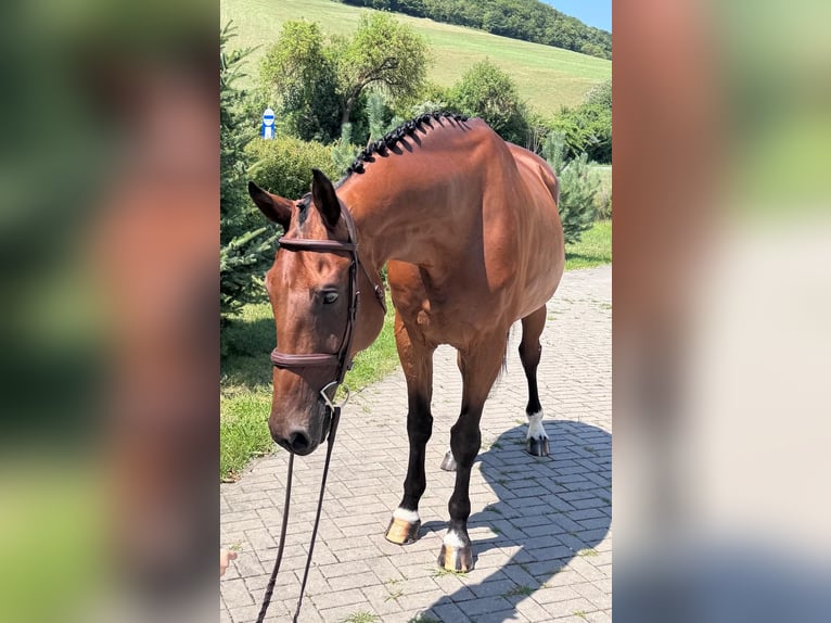 Slowakisches Warmblut Wallach 8 Jahre 172 cm Brauner in Sokoľ, Košice, Slovakia