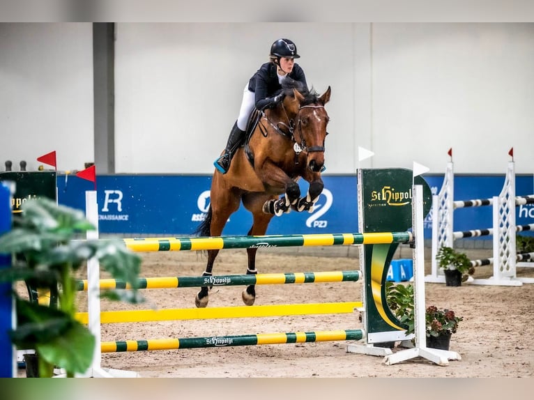 Slowakisches Warmblut Wallach 8 Jahre 174 cm Rotbrauner in Lubliniec