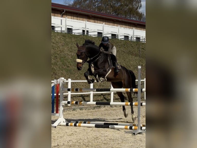 Slowakisches Warmblut Wallach 8 Jahre 180 cm Dunkelbrauner in Schladming