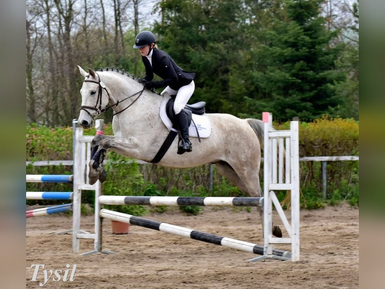 Slowakisches Warmblut Wallach 9 Jahre 165 cm Schimmel in Traidendorf