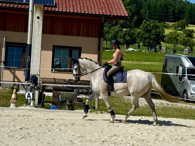 Slowakisches Warmblut Wallach 9 Jahre 165 cm Schimmel in Traidendorf
