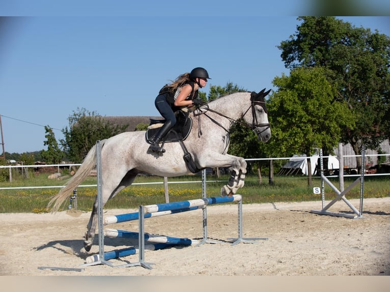 Slowakisches Warmblut Wallach 9 Jahre 165 cm Schimmel in Traidendorf