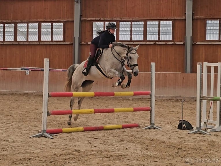Slowakisches Warmblut Wallach 9 Jahre 165 cm Schimmel in Traidendorf