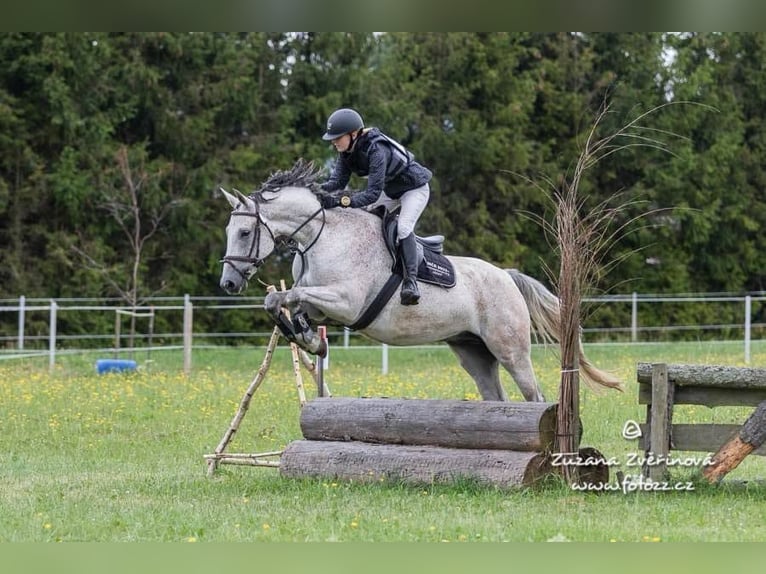 Slowakisches Warmblut Wallach 9 Jahre 165 cm Schimmel in Traidendorf