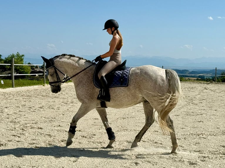 Slowakisches Warmblut Wallach 9 Jahre 165 cm Schimmel in Traidendorf