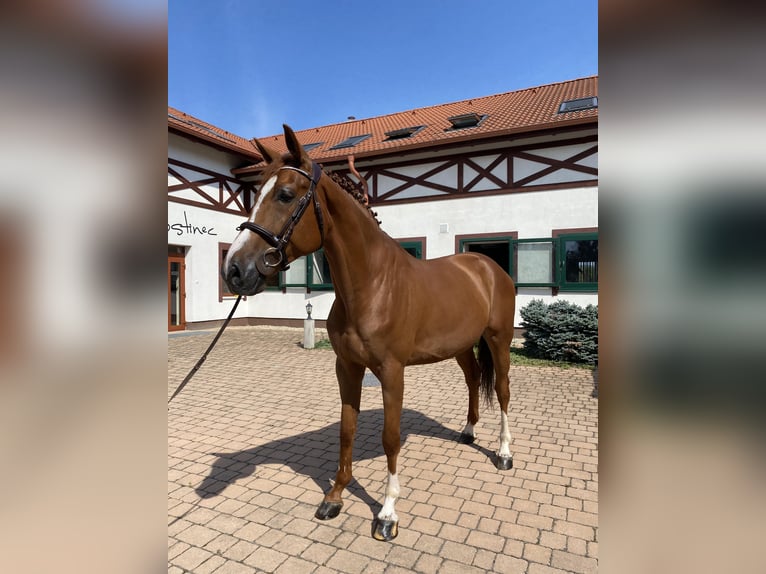 Slowakisches Warmblut Wallach 9 Jahre 168 cm Dunkelfuchs in Trenčín