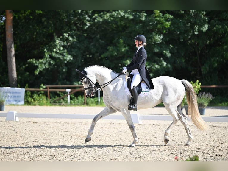 Slowakisches Warmblut Wallach 9 Jahre 173 cm White in Lednice