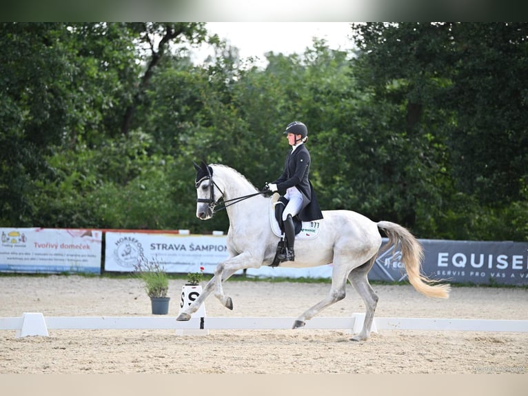 Slowakisches Warmblut Wallach 9 Jahre 173 cm White in Lednice
