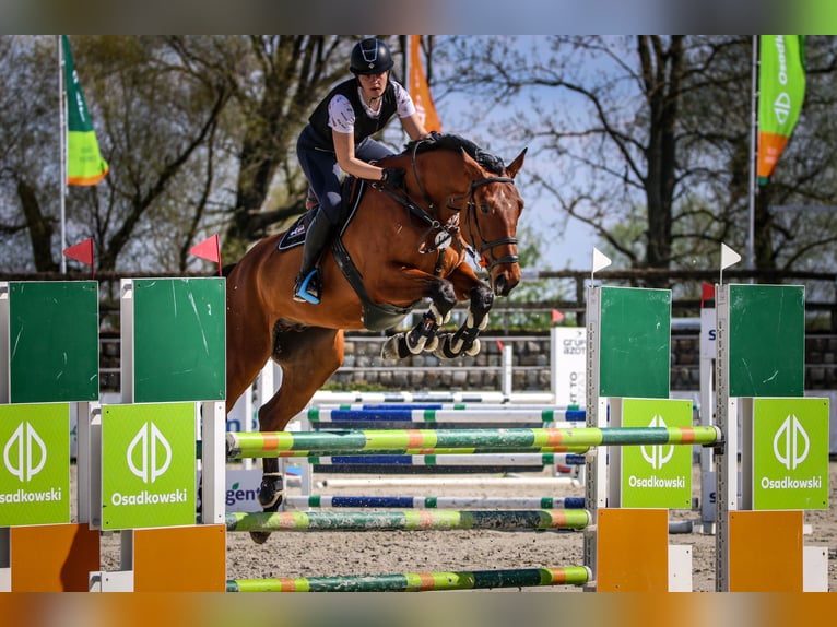 Slowakisches Warmblut Wallach 9 Jahre 174 cm Rotbrauner in Lubliniec