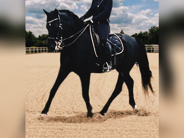 Small German riding horse Gelding 10 years 15.3 hh Black in Aachen