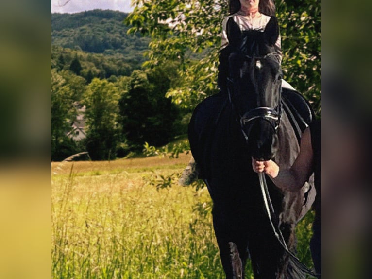 Small German riding horse Gelding 10 years 15.3 hh Black in Aachen