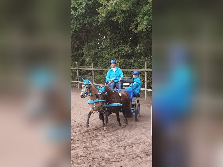 Small German riding horse Gelding 11 years 11.1 hh Buckskin in Lentföhrden