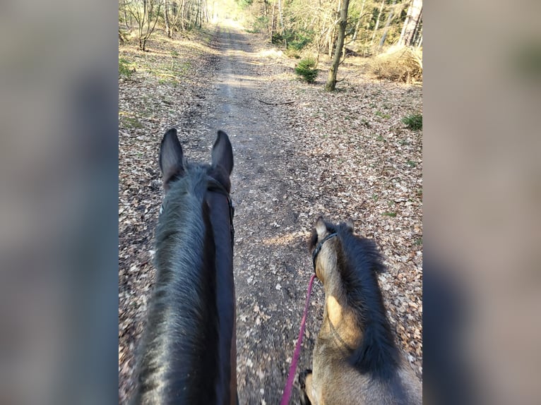 Small German riding horse Gelding 11 years 11.1 hh Buckskin in Lentföhrden