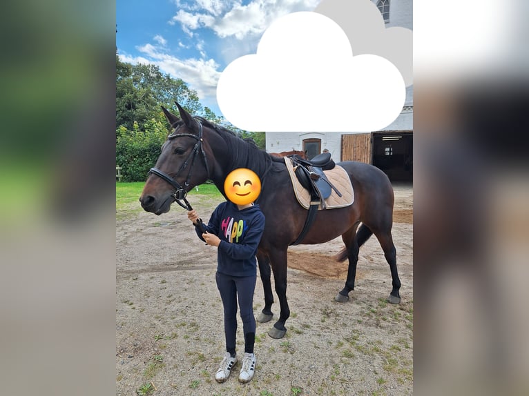 Small German riding horse Gelding 11 years 15,2 hh Bay-Dark in Norderstedt