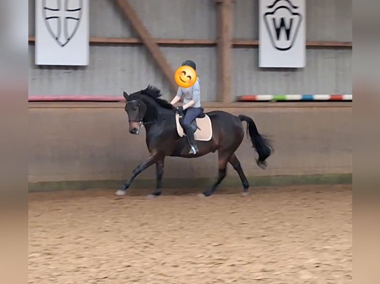 Small German riding horse Gelding 11 years 15,2 hh Bay-Dark in Norderstedt