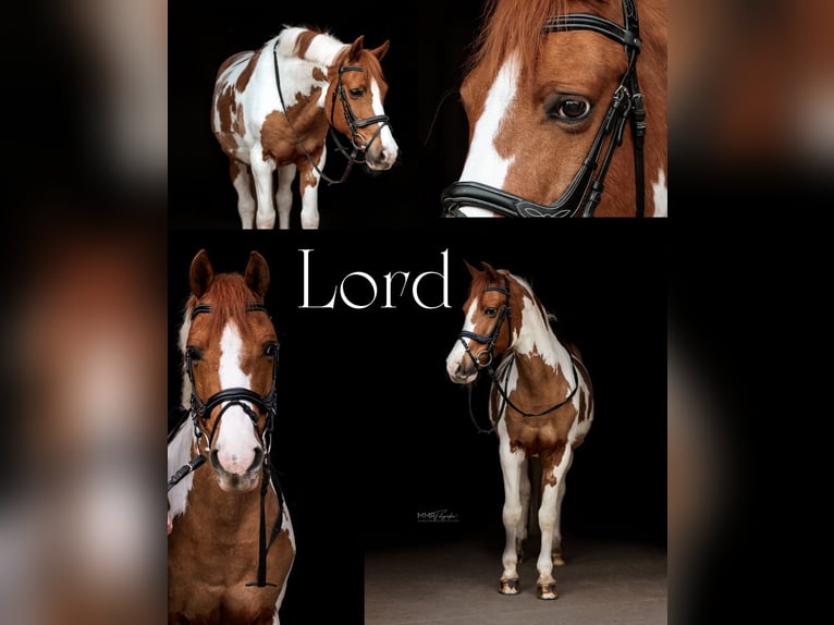 Small German riding horse Gelding 12 years 14.2 hh Pinto in Kenzingen