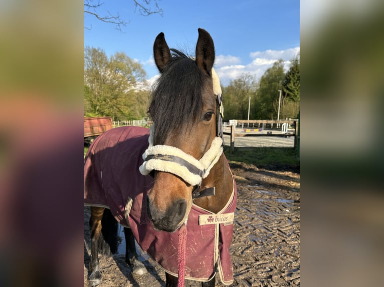Small German riding horse Mix Gelding 13 years 14,3 hh Brown in Hamburg