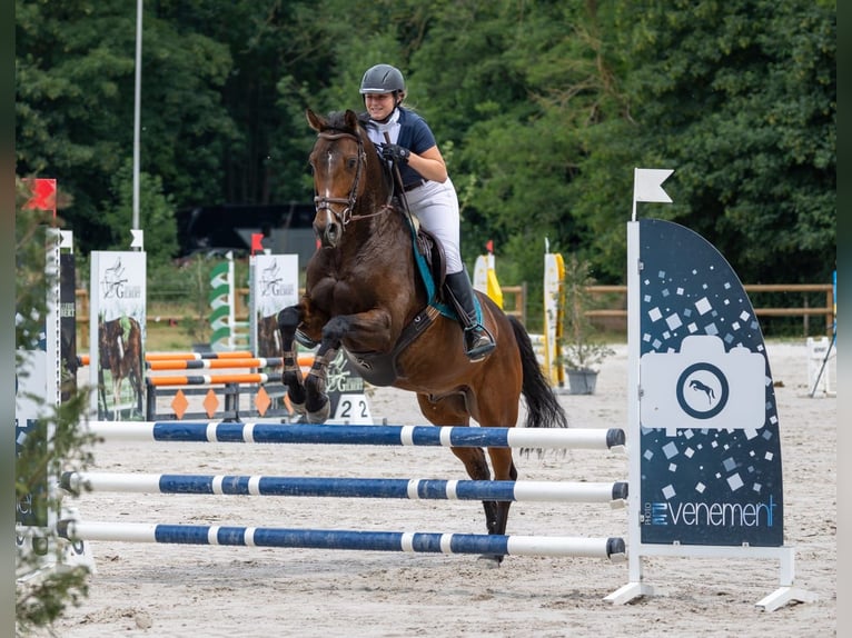 Small German riding horse Gelding 13 years 15.2 hh Brown in Baudour