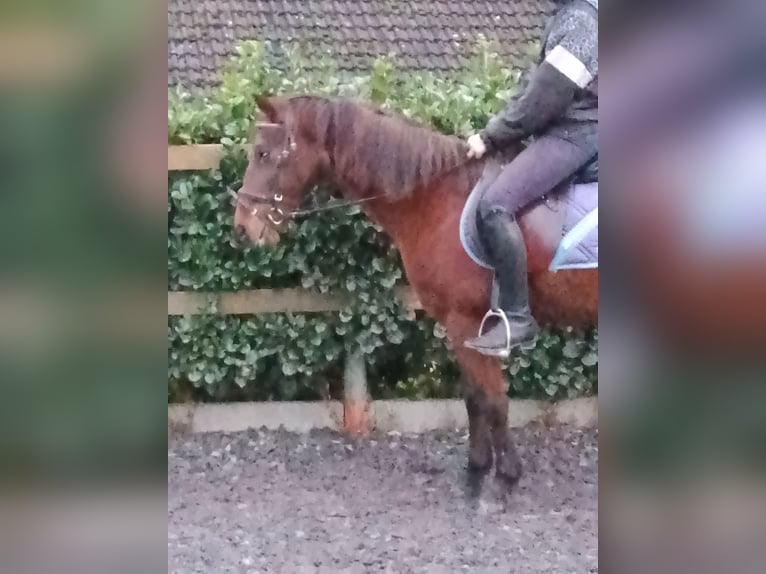 Small German riding horse Gelding 18 years 13,2 hh Brown in Bad Essen