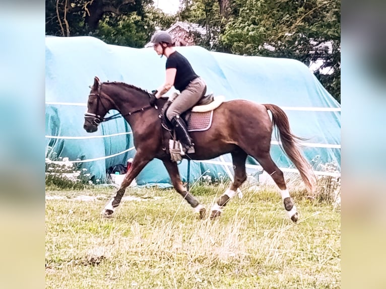 Small German riding horse Gelding 18 years 14.2 hh Chestnut in Rubkow